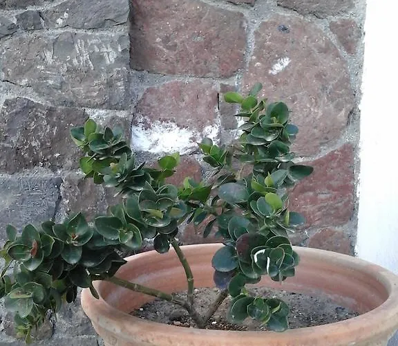 Casa de hóspedes Grande Murano